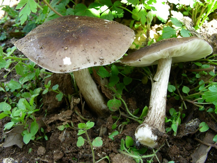 980 Marzo vecchio ritrovamento